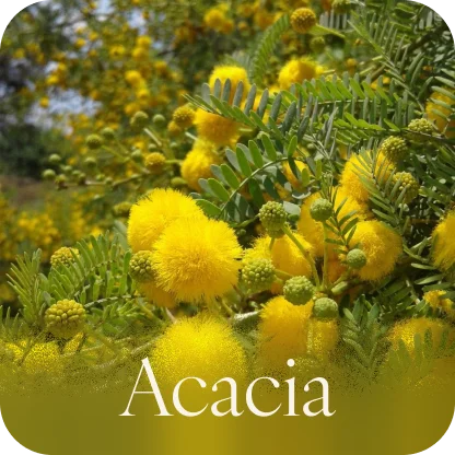 Acacia