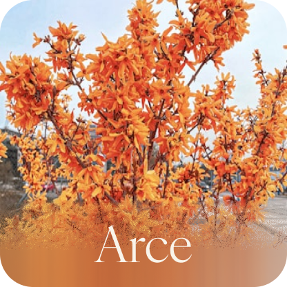 Arce