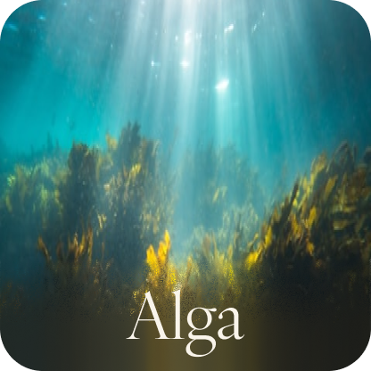 Alga